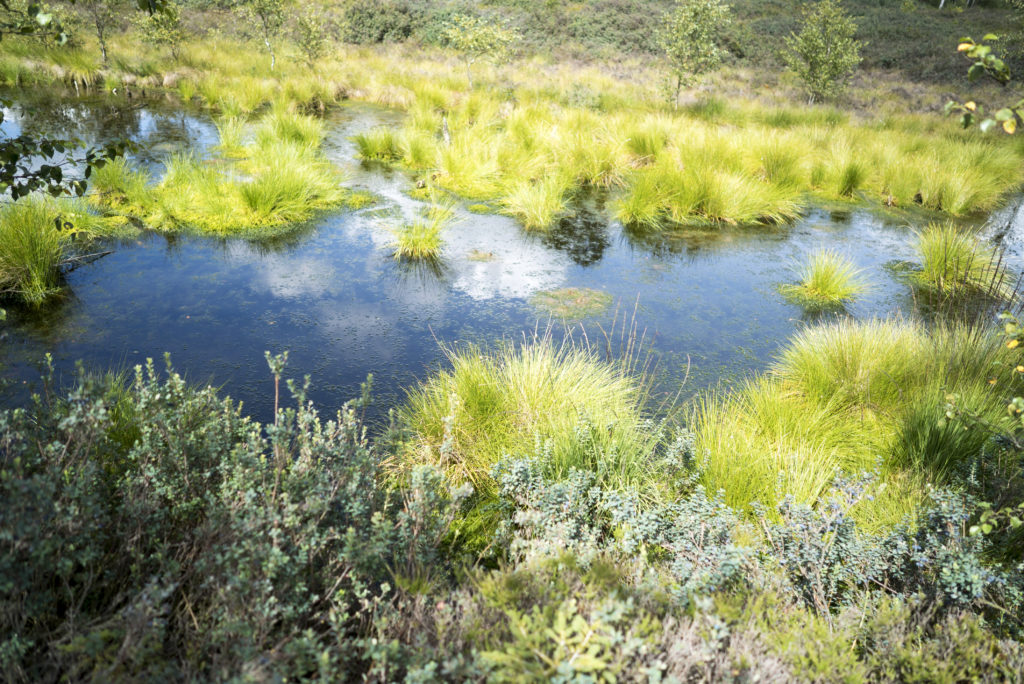 renaturiertes Moor Mecklenbruch speichert wasser und Kohlenstoff