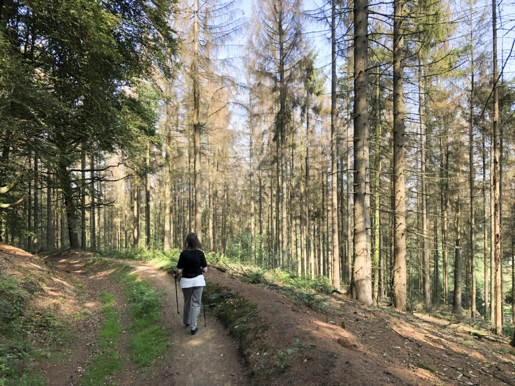Klimakrise: In Deutschland vertrocknen die Bäume: toter Fichtenwald 